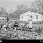 farm life 1