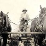 farm life 3